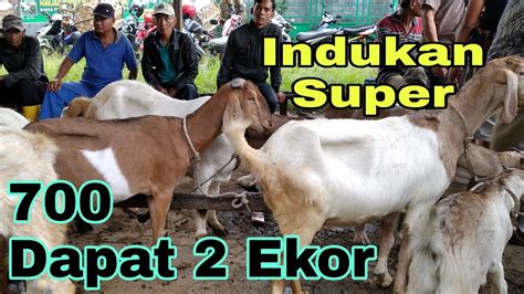 Faktor-Faktor yang Mempengaruhi Harga Kambing Jawa Randu